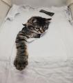 3D Printed Cat Design Women T-Shirt. 