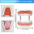 Teeth Mouth Model 6X Enlarged with Metal Hinge, Complete Set Teeth and Removable Tongue, PVC Speech Therapy Tool, Durable Fine Workmanship. 