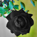 Black Rose Flowers seeds 16pics + Gift. 