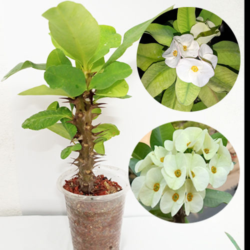 Filmda yalangoch Amaliya Goldanskaya