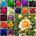 Global Mixed Rainbow Roses Flower Seeds - 30 Pcs Seeds. 