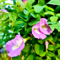 অপরাজিতা / Aparajita Flower Seed - 05/10 pcs Seed of Mixed Color Oporajita Seed for All Season Single & Double Petal Mixed - অপরাজিতা ফুলের বীজ.