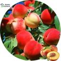 All Season Peach Tree Seeds - 5 Pcs Seeds. 