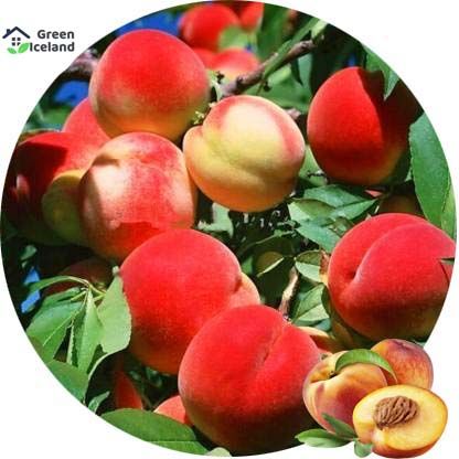 All%20Season%20Peach%20Tree%20Seeds%20-%205%20Pcs%20Seeds%20-%20Image%202