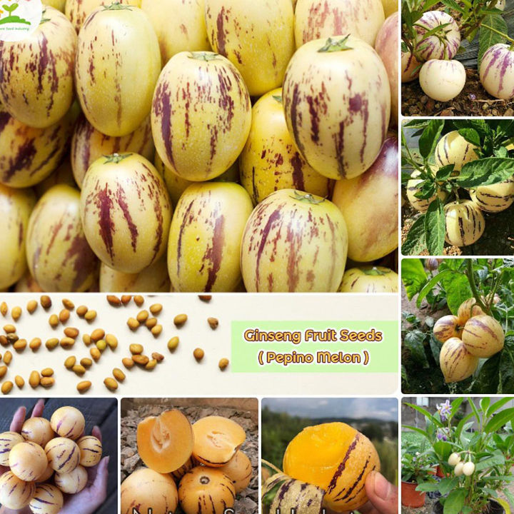 Testy%20Pepino%20Melon%20Pear%20Seeds%20-%2015+%20Seeds%20Exotic%20Fruit%20Seeds%20-%20Image%202