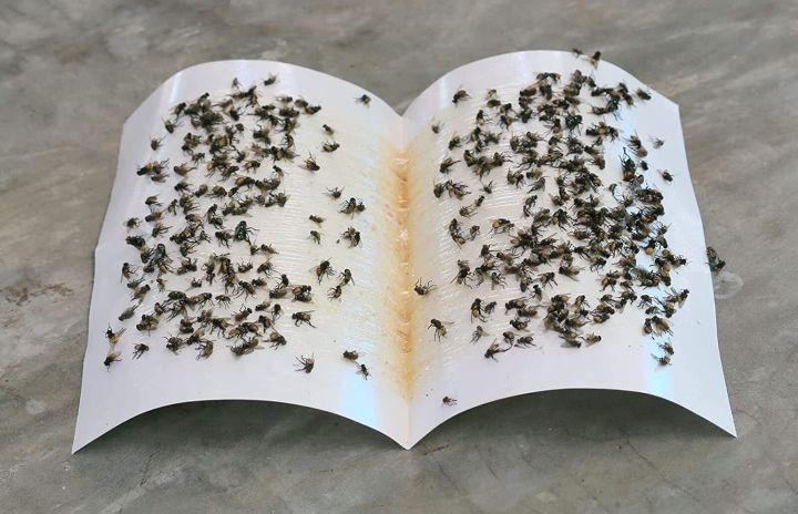 Fly%20Trap%20for%20Home%20Fly%203%20Pcs%20-%20Image%203