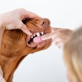 Dog Toothbrush Mouth Cleaning Care Pet Supplies Dog Cat Finger Toothbrush Pet Soft Finger Nose Blackhead Cleaning Brush Silicone Dog Wool Brush. 
