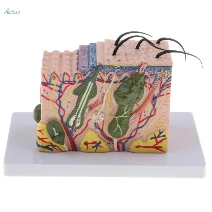 4x%2035X%20Magnified%203D%20Human%20Skin%20Texture%20Model%20for%20Anatomy%20And%20-%20Image%202