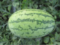 Lazy Melon king Watermelon bonsai red meat garden balcony potted vegetables - 10pcs seeds. 