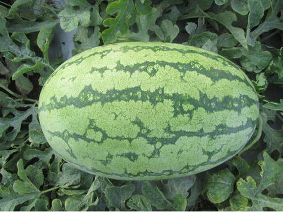 Red%20Color%20Lazy%20Melon%20King%20Watermelon%20Bonsai%20%20Meat%20Garden%20Balcony%20Potted%20Vegetables%2010Pcs%20seeds%20-%20Image%205