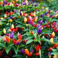 Global Rare Organic Sure Ornamental Chili Seeds - 30 Pcs SeedS/.