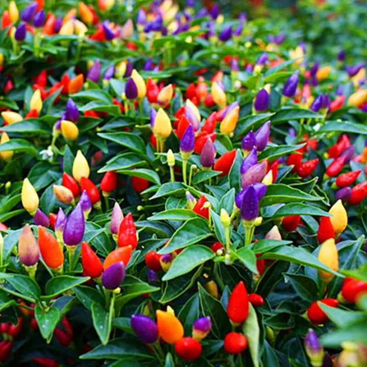 Global%20Rare%20Organic%20Sure%20Ornamental%20Chili%20Seeds%20-%2030%20Pcs%20SeedS/%20-%20Image%202