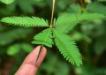 All Season Sensitive plant (Lojjaboti) Tree seeds 5 piece. + gift. 