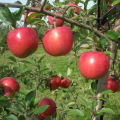 Apple Tree SeedS -15 Pcs (Imported Global Seeds)**. 