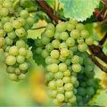 All Season Sweet Green Grape Seeds- 20 Pcs Seeds.
