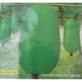 Wax Gourd ( চাল কুমড়া )- 15 Piece Seed.