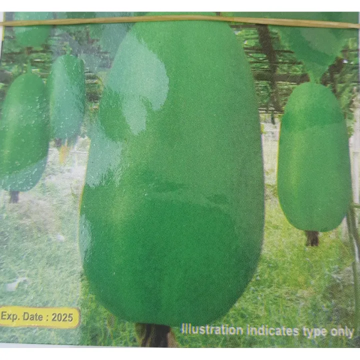 Wax Gourd ( চাল কুমড়া )- 15 Piece Seed