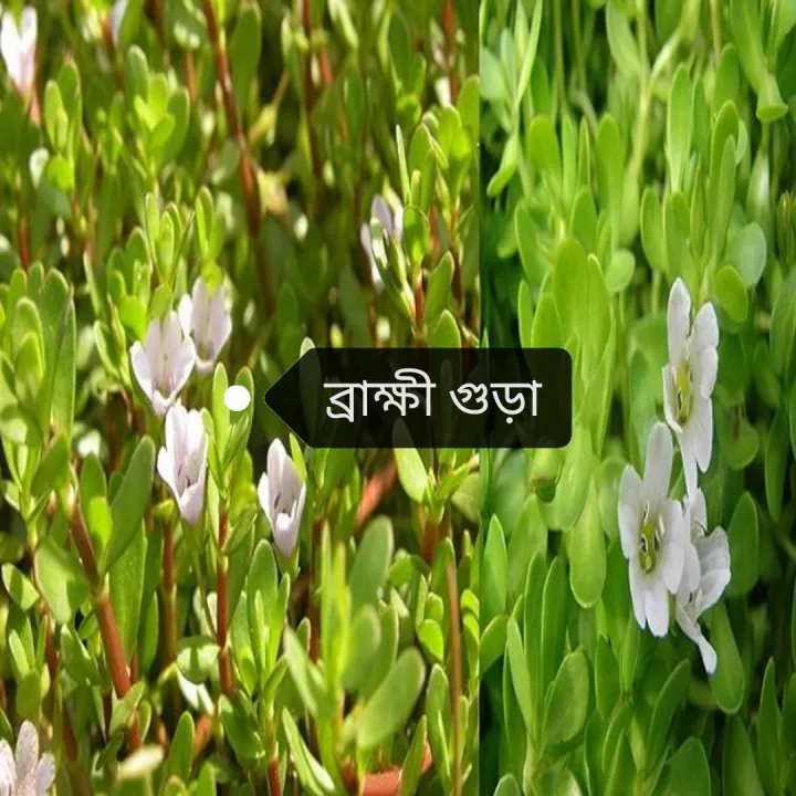 Brakkhi%20powder,%20Brammi%20Powder,%20Brammi%20(100gram)%20-%20Image%204