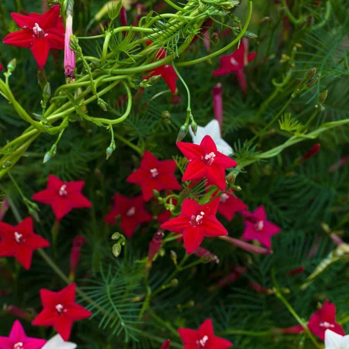 Kunjo%20Flower%20Seed%20(%E0%A6%95%E0%A7%81%E0%A6%9E%E0%A7%8D%E0%A6%9C%E0%A6%AB%E0%A7%81%E0%A6%B2%20%E0%A6%AC%E0%A6%BF%E0%A6%9C%20)%20-%2010%20pcs%20Seed%20-%203%20Color%20Mix%20-%20Image%204