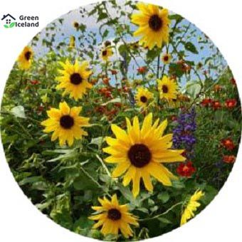 20%20Pcs%20Global%20Sunflower%20Bonsai%20Plant%20Seeds%20(%E0%A6%B8%E0%A7%82%E0%A6%B0%E0%A7%8D%E0%A6%AF%E0%A6%AE%E0%A7%81%E0%A6%96%E0%A7%80%20%E0%A6%AB%E0%A7%81%E0%A6%B2%20%E0%A6%AC%E0%A7%80%E0%A6%9C)%20-%20Image%203