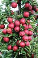 Red Apple Tree Bonsai Seeds -15 Pcs (Imported Global Seeds).