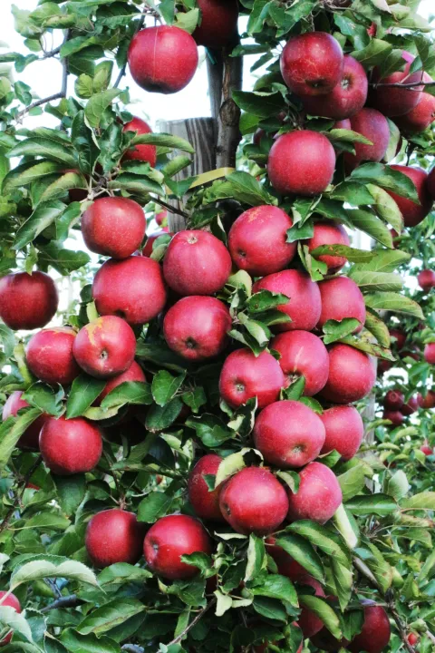 Red%20Apple%20Tree%20Bonsai%20Seeds%20-15%20Pcs%20(Imported%20Global%20Seeds)%20-%20Image%202