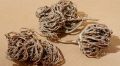 Moriom Ful - Moriom Flower - Moriom Full - Maryam Ful - 1ps. 