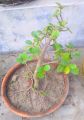 Bonsai Tree chinese Bot Shah Agro Farm Garden Plants. 