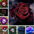 20 Pcs Black Rose Seeds Flower With Red Edge Rare Rose Garden Bonsai Seeds. 