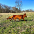 Sneaky Rustic Metal Fox Garden Decoration with Stakes-Woodland Animals Yard Gift for Her-Birthday Gift- Art Sculptures A Easy Install. 