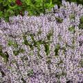 Thyme Seed. 