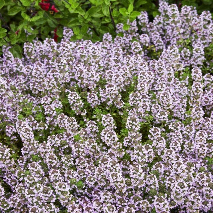 Thyme%20Seed%20-%20Image%202