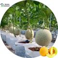 All Season Dwarf Mini Sweet Melon Seeds - 5 Pcs Seeds. 