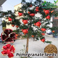 All Season Sweet Pomegrante Bedana - 20+ Seeds. 