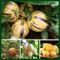 Global Pepino Melon Pear Seeds - 15+ Seeds Exotic Fruit Seeds.