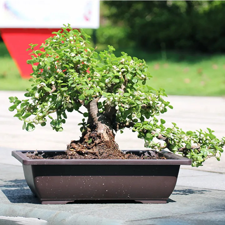 1PC%20Flower%20Pot%20Plastic%20Balcony%20Square%20Pots%20Flower%20Bonsai%20Bowl%20Nursery%20Basin%20Sunlight%20Mall%20-%20Image%208