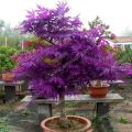 10Pcs Purple Maple Seeds Rare Color Beautiful Purple Ghost Bonsai Plants Trees. 