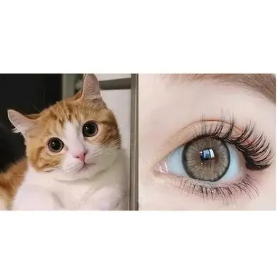 KSSEYE%20COLOR%20CONTACT%20LENSES%20with%20kit%20box%20FREE%20KSSEYE%20Diamond/Norko%20Brown%20Contact%20Lens%20K100%20-%20Image%202