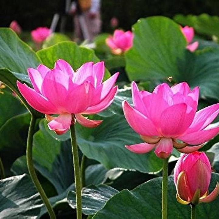 Lotus Flower Seed 10 pcs - Poddo Ful er Bij 10 Pieces Mix Color | Daraz ...
