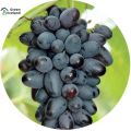 Black Finger Grape Seeds -20 Pcs Seeds. 