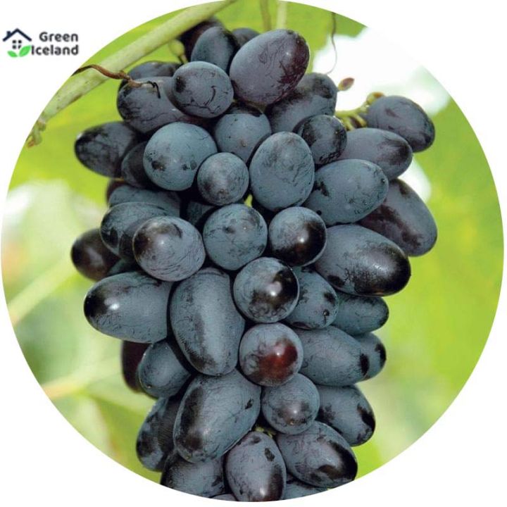 Black%20Finger%20Grape%20Seeds%20-20%20Pcs%20Seeds%20-%20Image%203