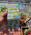 Pocket Notepad- Lemon- Stylish Pocket notebook for Cool lifestyle. 100 Pages Novel. 