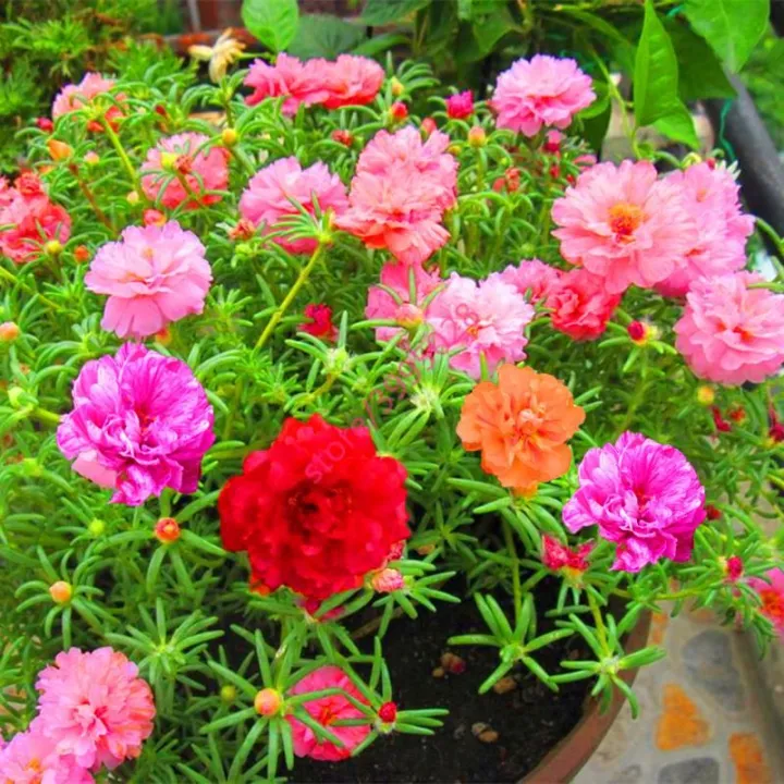 Global%20Mix%2010%20Colour%20Portulaca/moss%20rose%20%20Flower%2050%20pcs%20Seeds%20-%20Image%208