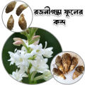 Tuberose Bulb Double Pattern 5 piece / Rojonigondha flower seed. 