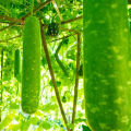 Newfangled - 2 types of All season gourd seeds 10 Pcs total. Round and big hybrid gourd seeds - Tools, DIY & Outdoor - Excellent. 