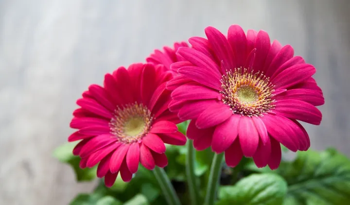 %E0%A6%9C%E0%A6%BE%E0%A6%B0%E0%A6%AC%E0%A7%87%E0%A6%B0%E0%A6%BE%20Beautiful%20Gerbera%20Daisy%20Flower%20Seeds%20-%2010%20+%20Pcs%20Seeds%20-%20Image%204