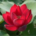 All Season pure Red Bonsai Lotus Seeds  - 5 Pcs SeedS. 