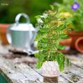 Plant Trellis Decorative Plant Cages Garden Trellis Flower Pots Support for Vegetables Vines.