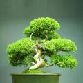 Natural Chinese Juniper Tree Bonsai Seeds -30 Pcs Seeds.