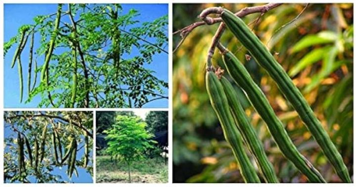 All%20season%20moringa%20(sojina)%20seeds%2010%20pice.%20The%20best%20herbal%20sajina%20vegetable%20seeds%20-%20Image%202